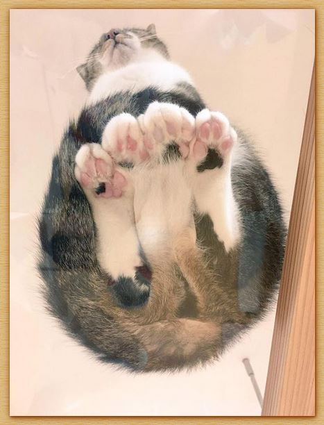 Name:  kitteh.JPG
Views: 371
Size:  50.4 KB