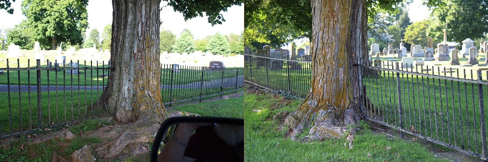 Name:  Cemetary Tree.jpg
Views: 2374
Size:  231.0 KB