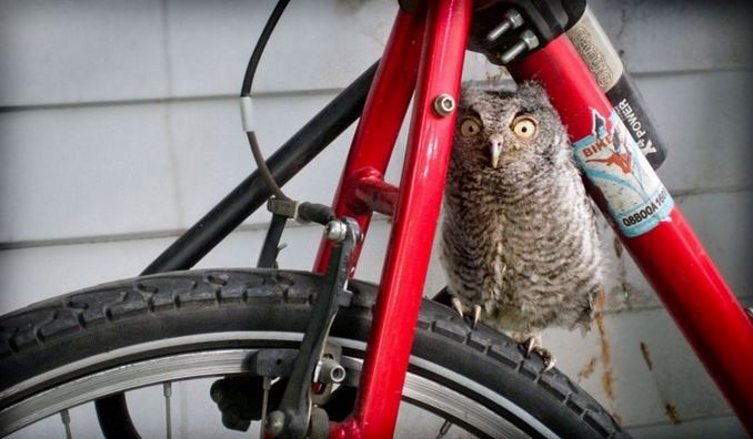 Name:  owl.JPG
Views: 888
Size:  53.2 KB