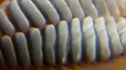 Name:  whutsiss.JPG
Views: 1080
Size:  20.2 KB