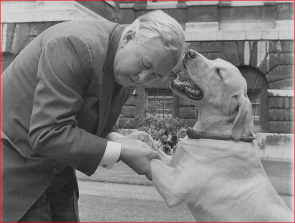 Name:  Paddy Yellow Labrador.jpg
Views: 1691
Size:  49.4 KB