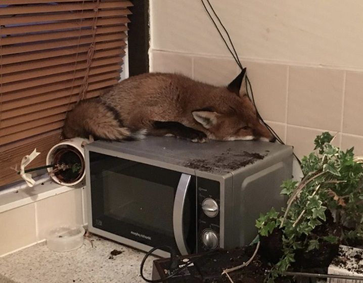 Name:  fox in the kitchen.jpg
Views: 250
Size:  61.6 KB