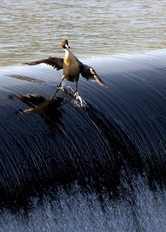 Name:  duck.JPG
Views: 4753
Size:  90.3 KB