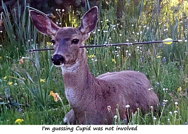 Name:  nocupid.jpg
Views: 4295
Size:  74.9 KB