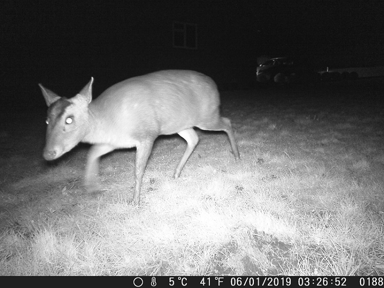 Name:  Muntjac.JPG
Views: 4313
Size:  171.9 KB