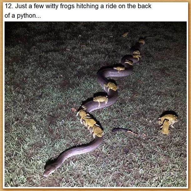 Name:  snek.JPG
Views: 426
Size:  126.7 KB