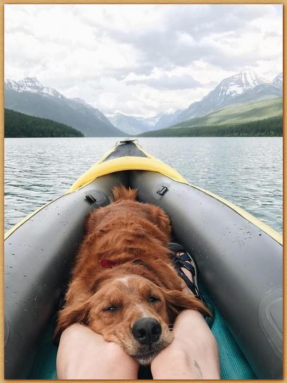 Name:  dogtired.JPG
Views: 803
Size:  44.0 KB