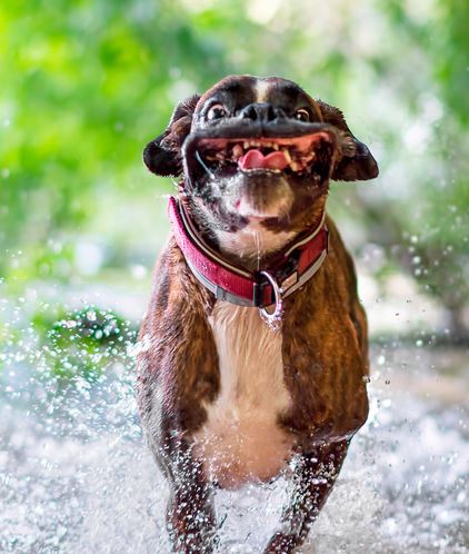 Name:  dog.JPG
Views: 707
Size:  51.9 KB