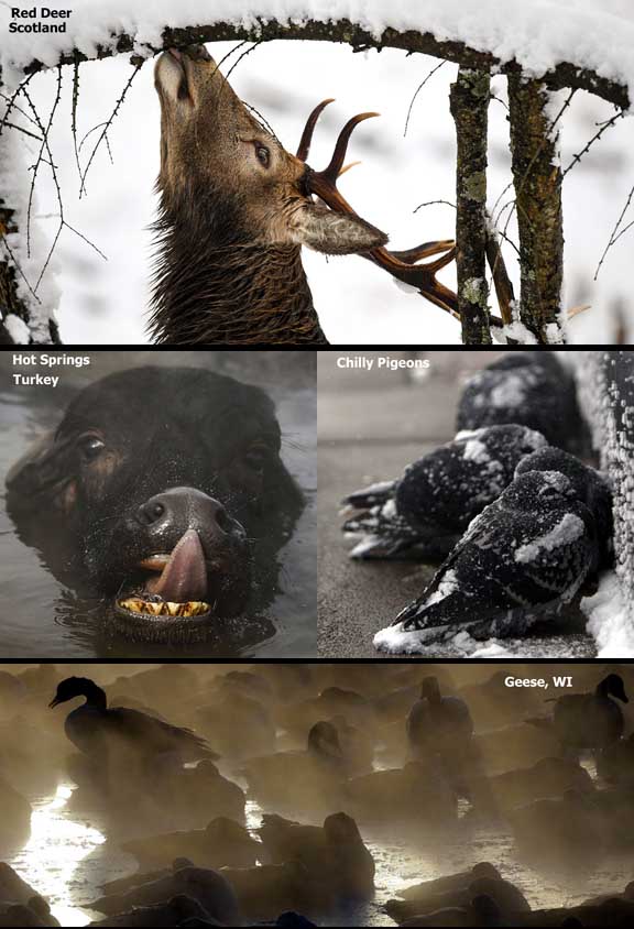 Name:  winteranimals.jpg
Views: 287
Size:  80.0 KB