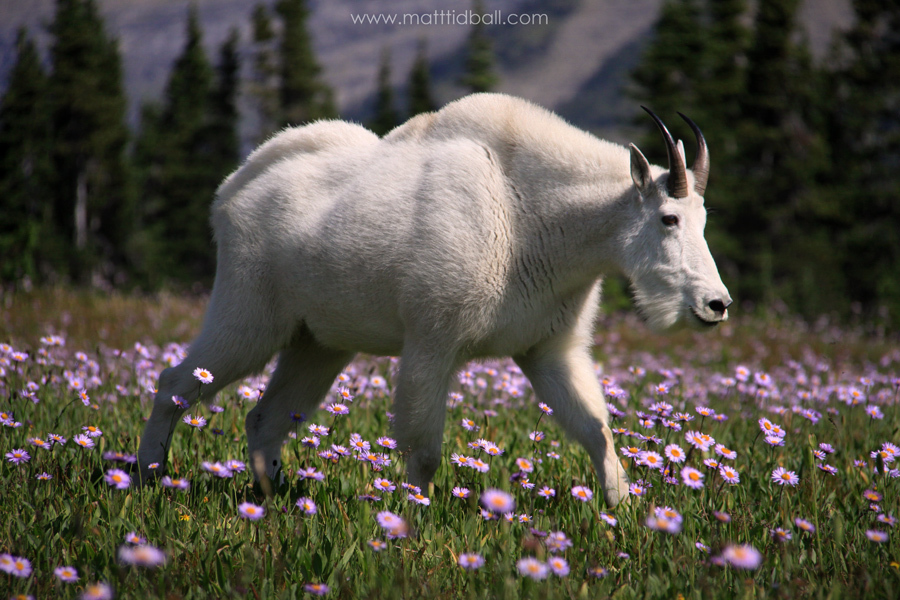 Name:  billiestgoat.jpg
Views: 1630
Size:  346.6 KB
