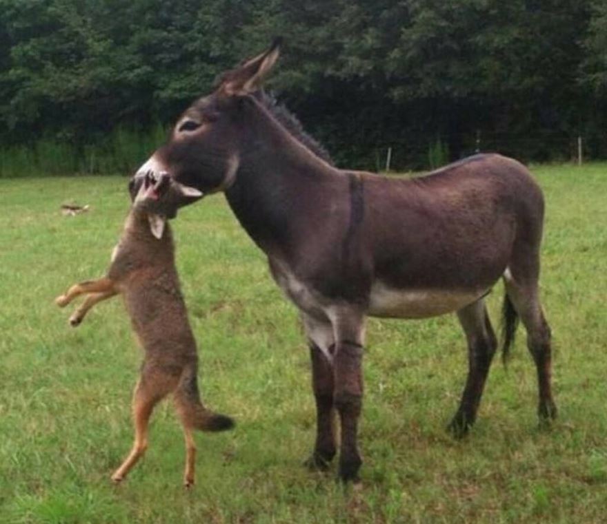 Name:  ass coyote.JPG
Views: 321
Size:  84.0 KB