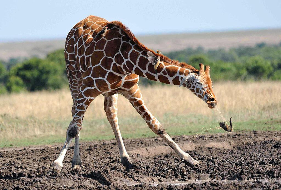 Name:  giraffe1.jpg
Views: 275
Size:  486.3 KB