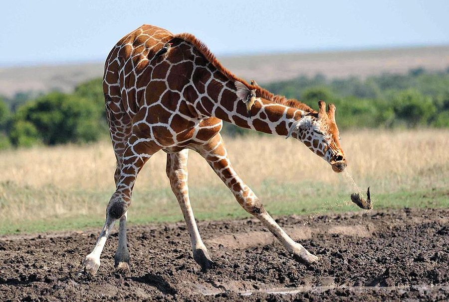 Name:  giraffe1.jpg
Views: 2362
Size:  486.3 KB