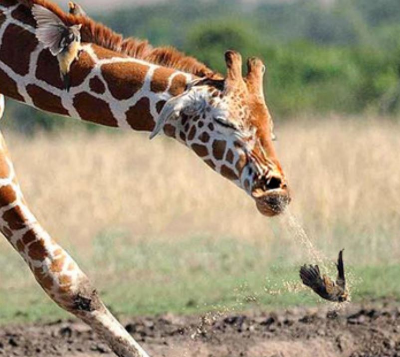 Name:  giraffe2.JPG
Views: 3804
Size:  79.6 KB