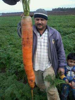 Name:  carrot.jpg
Views: 585
Size:  17.2 KB