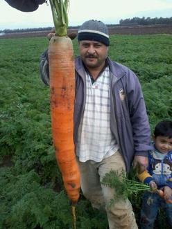 Name:  carrot.jpg
Views: 573
Size:  17.2 KB