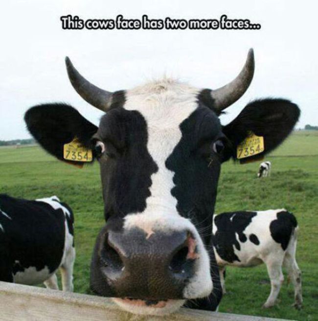 Name:  3 faced cow.jpg
Views: 667
Size:  53.9 KB