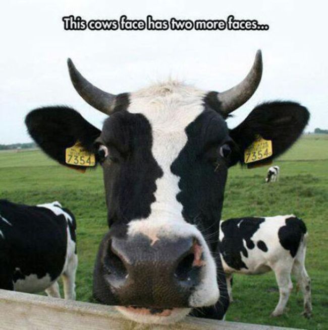 Name:  3 faced cow.jpg
Views: 643
Size:  53.9 KB