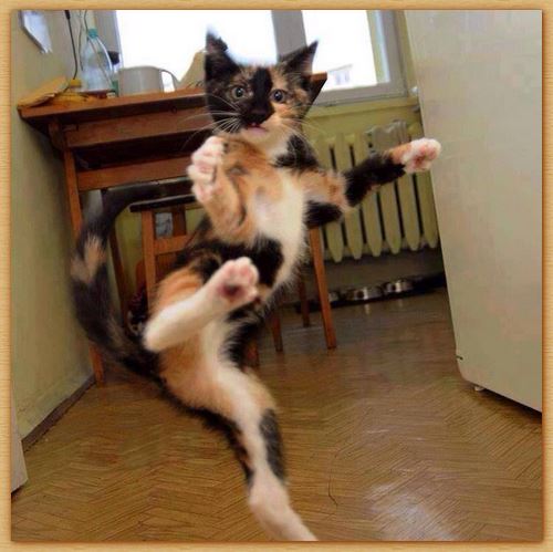 Name:  kitteh.JPG
Views: 660
Size:  45.2 KB