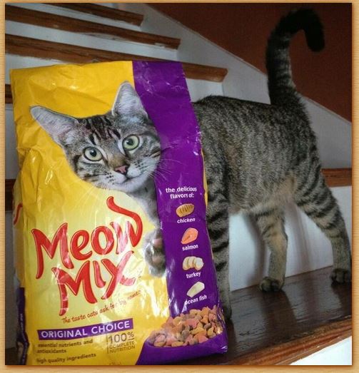 Name:  cat.JPG
Views: 272
Size:  60.1 KB