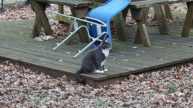 Name:  IMG_2419ab.jpg
Views: 402
Size:  229.8 KB