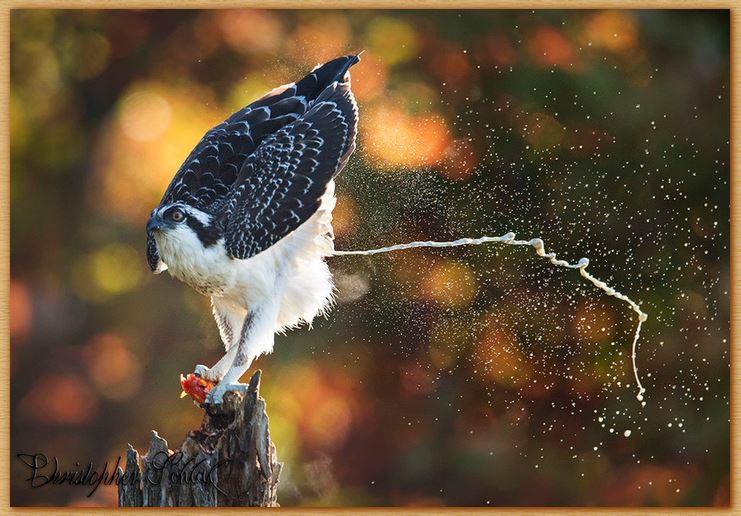 Name:  assneeze.JPG
Views: 3601
Size:  86.8 KB