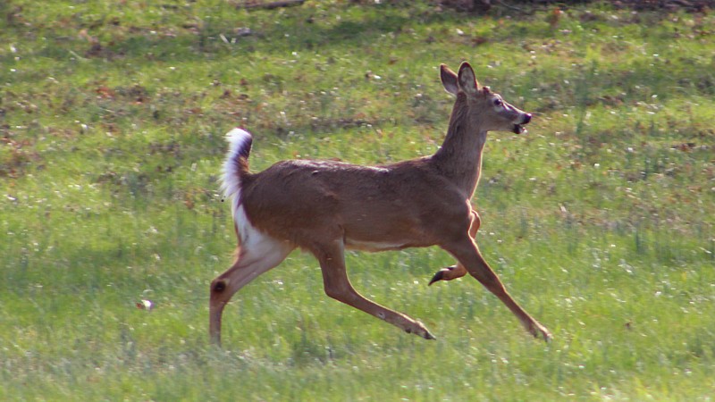 Name:  IMG_2526a.jpg
Views: 780
Size:  114.4 KB