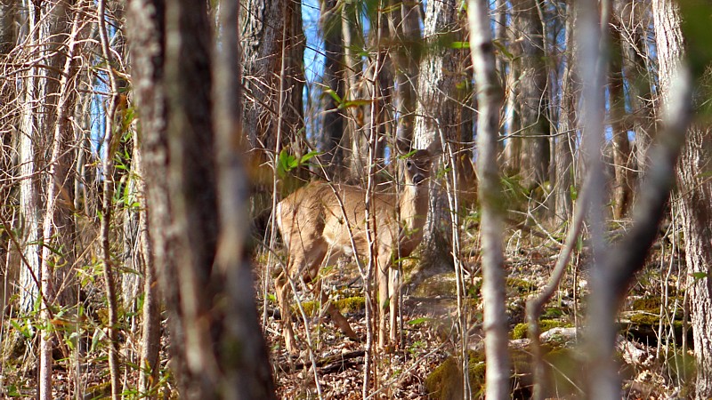 Name:  IMG_2532a.jpg
Views: 599
Size:  193.1 KB