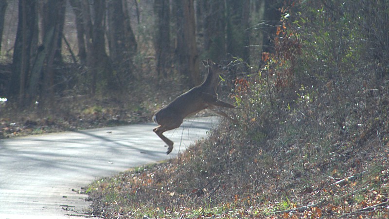 Name:  IMG_2531a.jpg
Views: 769
Size:  128.8 KB