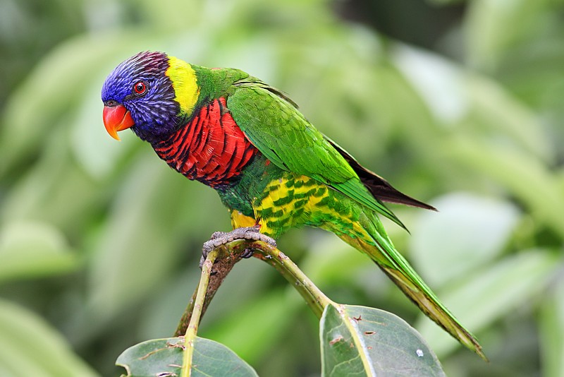 Name:  Trichoglossus_haematodus_-Jurong_Bird_Park,_Singapore_-Dec2009.jpg
Views: 3723
Size:  90.3 KB