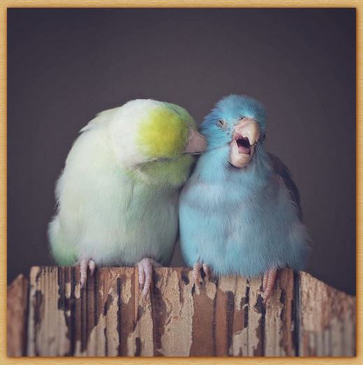 Name:  pacificparrotlets.JPG
Views: 9455
Size:  41.7 KB