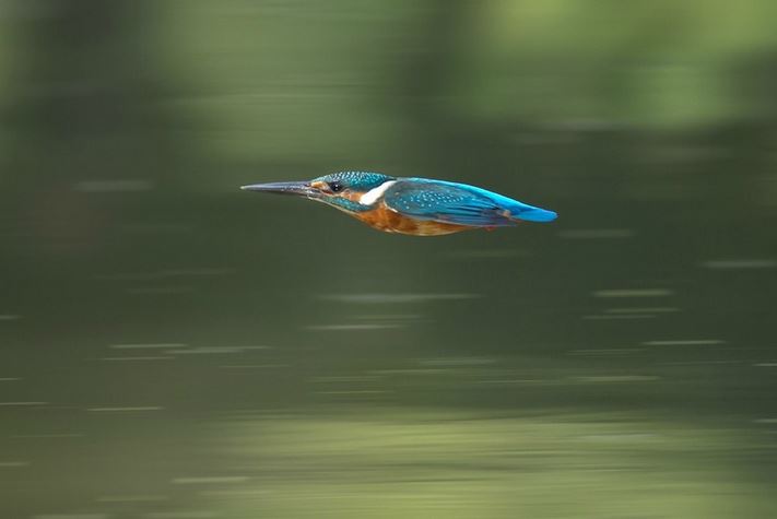 Name:  birb.JPG
Views: 4304
Size:  26.0 KB