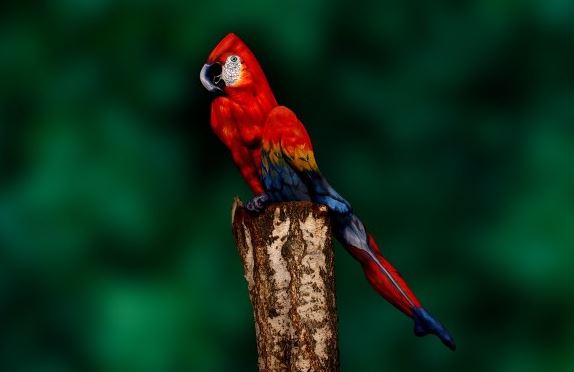 Name:  birbwoman1.JPG
Views: 4347
Size:  25.7 KB