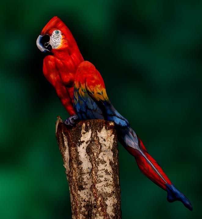 Name:  birbwoman2.JPG
Views: 4188
Size:  54.0 KB
