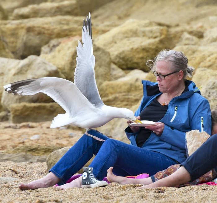 Name:  Gull.jpg
Views: 3754
Size:  166.5 KB