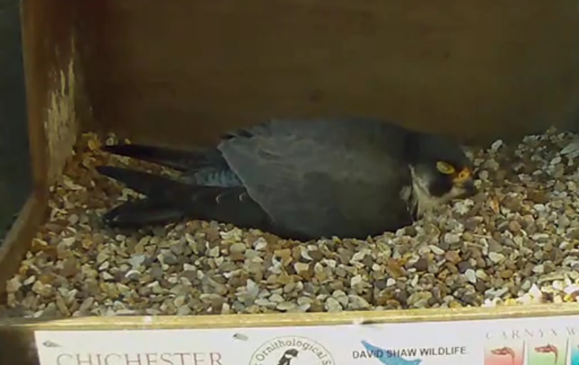 Name:  birb.jpg
Views: 3603
Size:  91.4 KB