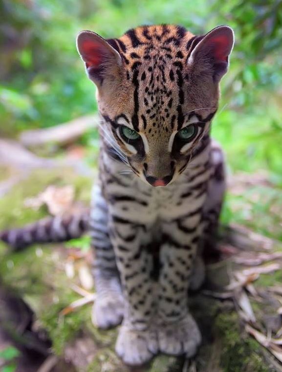 Name:  kitteh.JPG
Views: 395
Size:  67.9 KB