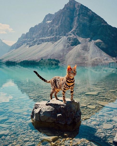 Name:  cat.JPG
Views: 403
Size:  70.4 KB