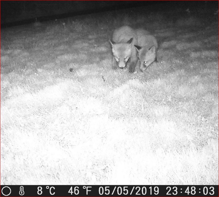 Name:  Fox Cubs.JPG
Views: 435
Size:  169.2 KB