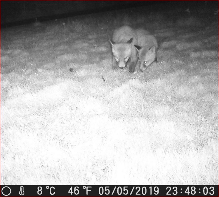 Name:  Fox Cubs.JPG
Views: 1598
Size:  169.2 KB