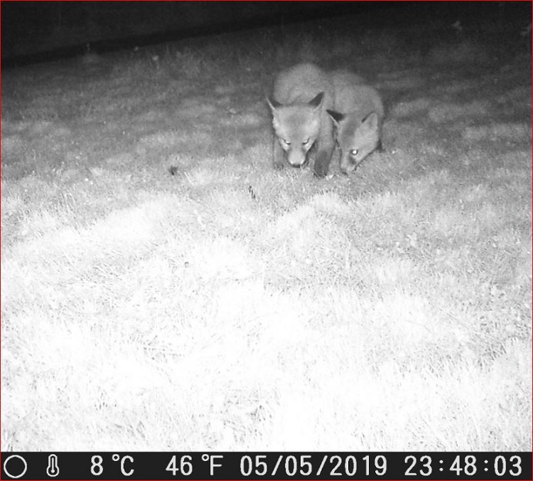 Name:  Fox Cubs.JPG
Views: 427
Size:  169.2 KB