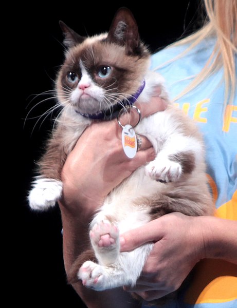 Name:  grumpycat.jpg
Views: 2067
Size:  47.6 KB