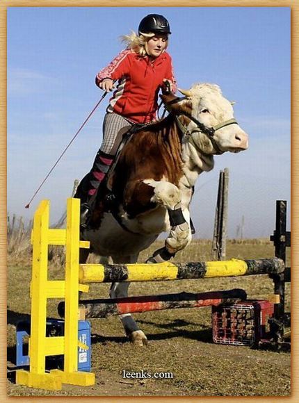 Name:  cow.JPG
Views: 329
Size:  63.0 KB