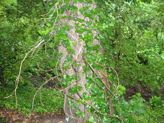 Name:  Conifer 2.JPG
Views: 3545
Size:  227.4 KB