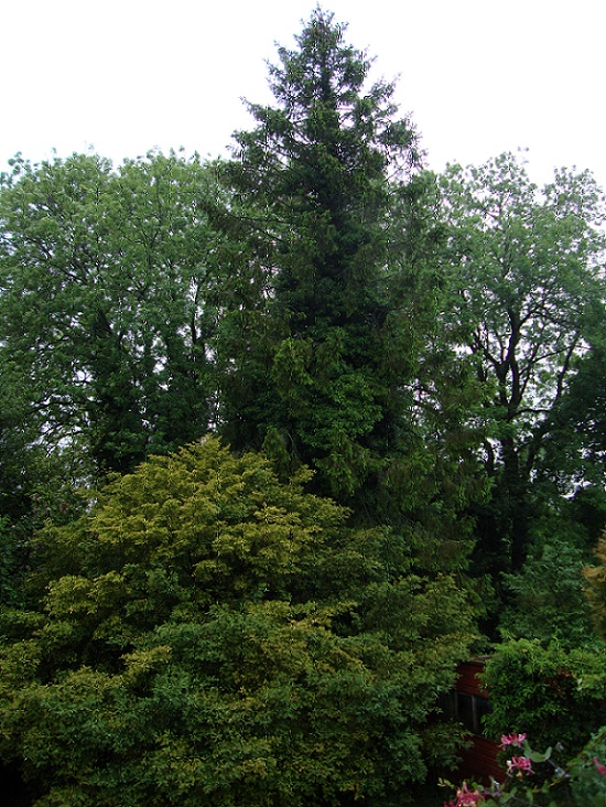 Name:  Conifer 1.JPG
Views: 3890
Size:  260.2 KB
