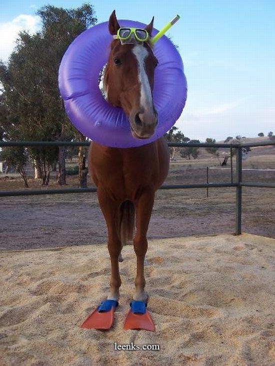 Name:  horse.jpg
Views: 1702
Size:  81.5 KB