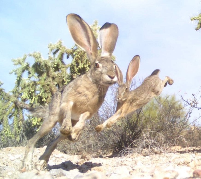 Name:  jackrabbits.jpg
Views: 9061
Size:  133.4 KB