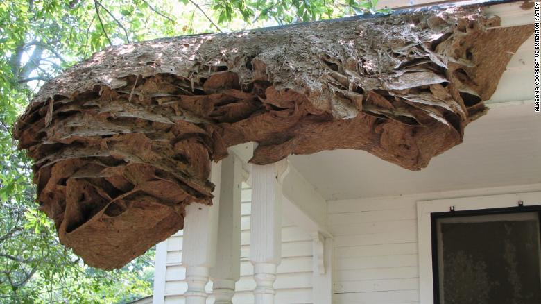 Name:  Alabama Wasps 1.jpg
Views: 1994
Size:  66.7 KB