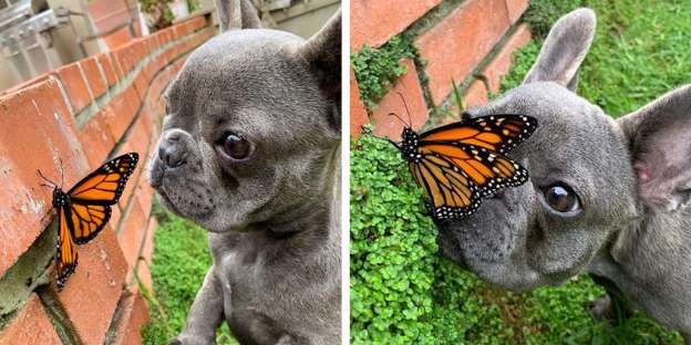 Name:  Dog and Butterfly.jpg
Views: 1851
Size:  39.6 KB