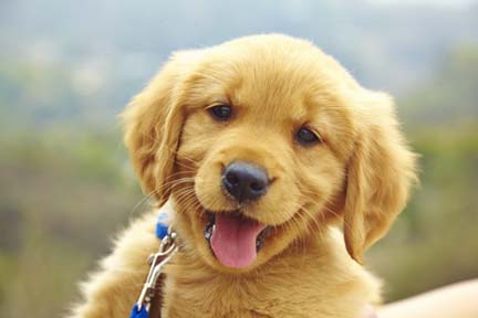 Name:  puppy.jpg
Views: 3297
Size:  16.5 KB